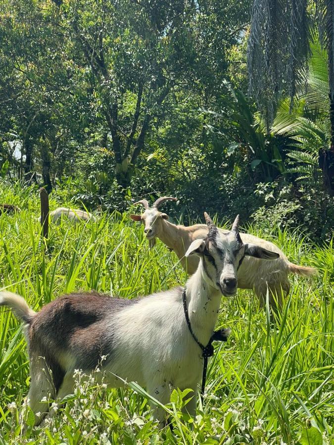 La Munequita Lodge 1 - Culture & Nature Experience Palmar Norte エクステリア 写真